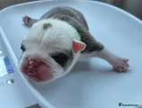 English Bulldog Puppy 1