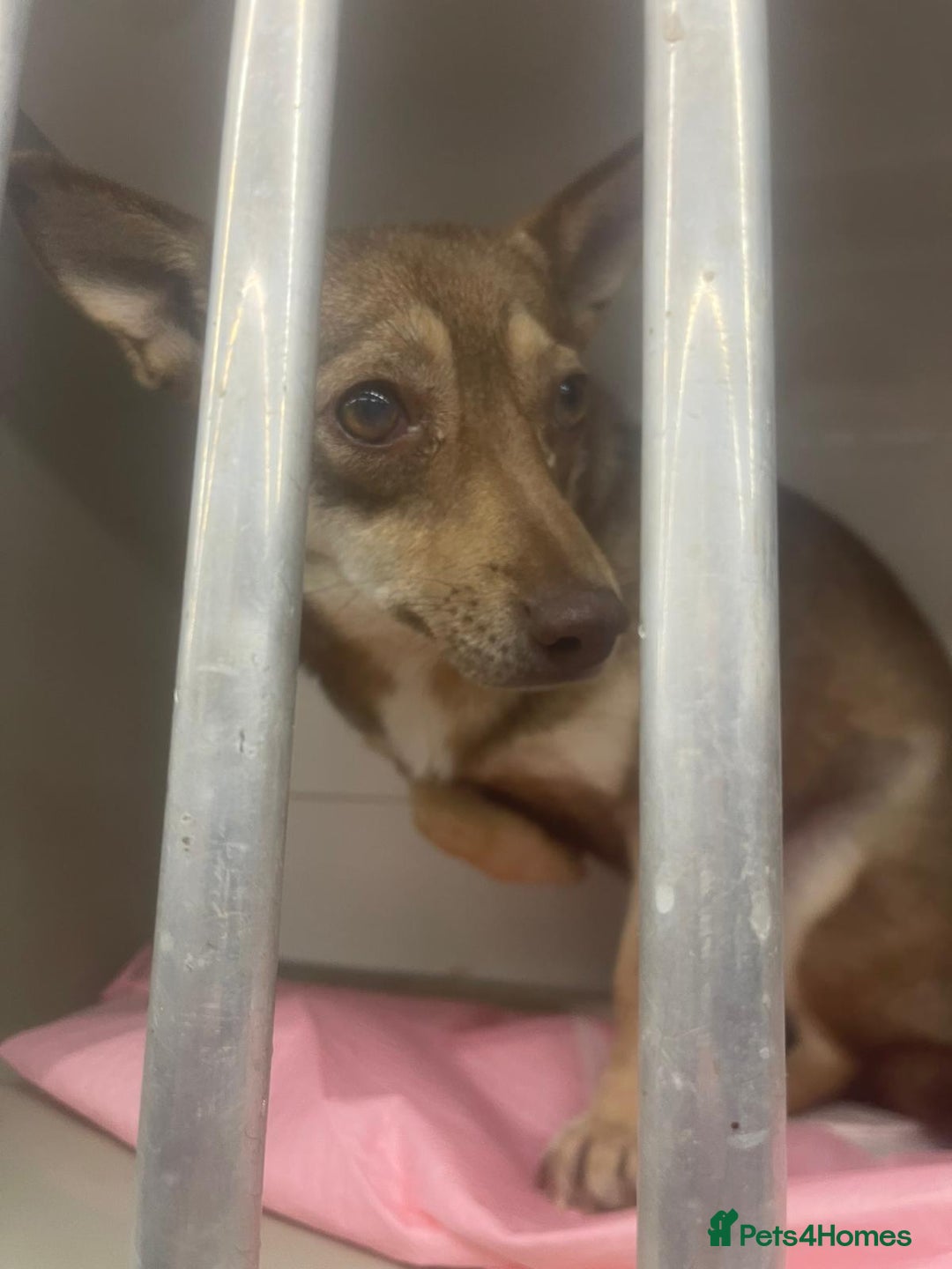 Mixed Breed dogs for adoption: FOXY - a Lovely, shy girl, for a very Loving Home - Advert 12