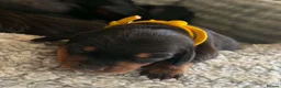 Dachshund dogs for sale: 3 Beautiful Females left - Advert 9