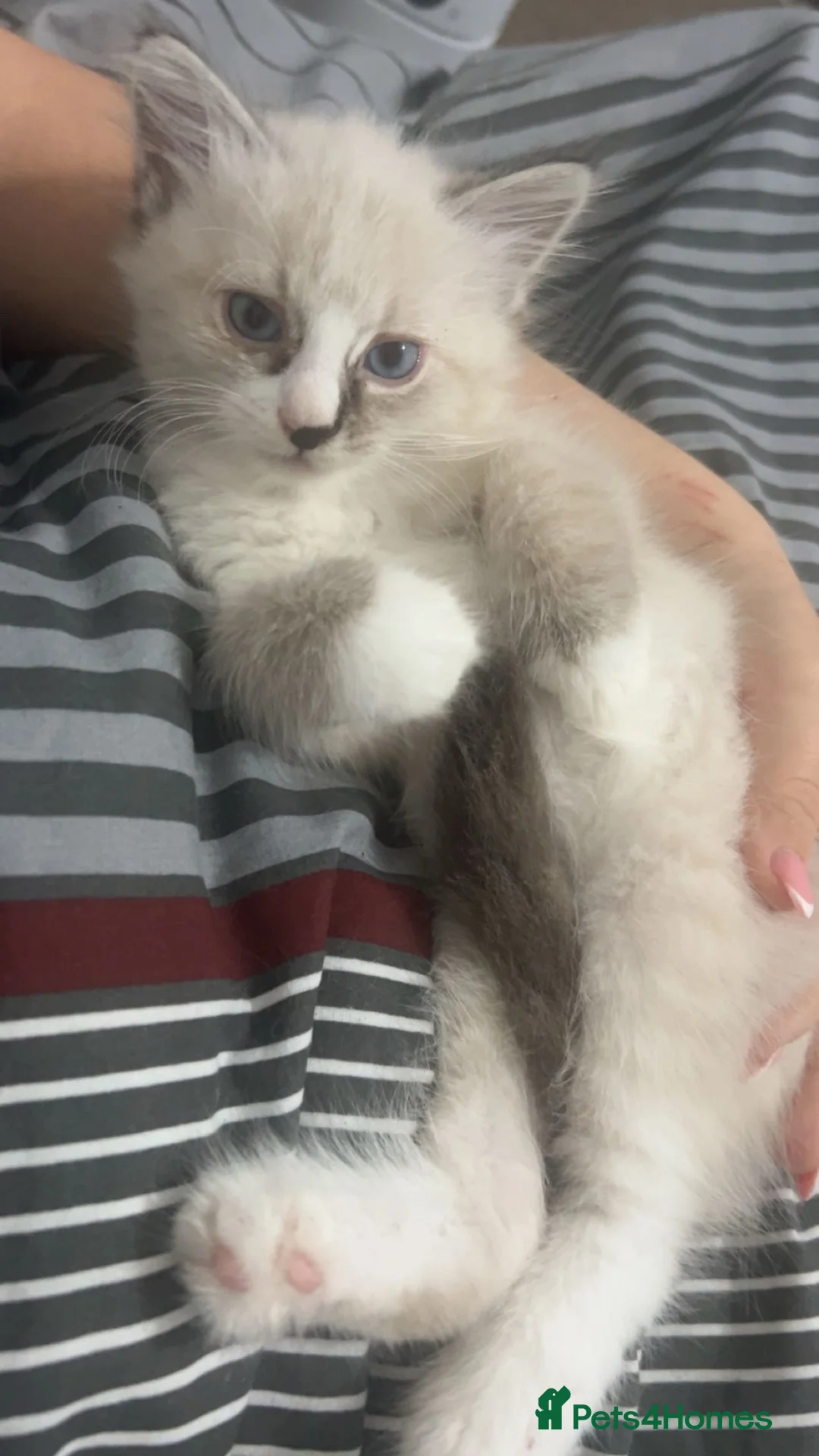 Siberian cats for sale: Pure bred neva masquerade siberian kittens  - Advert 2