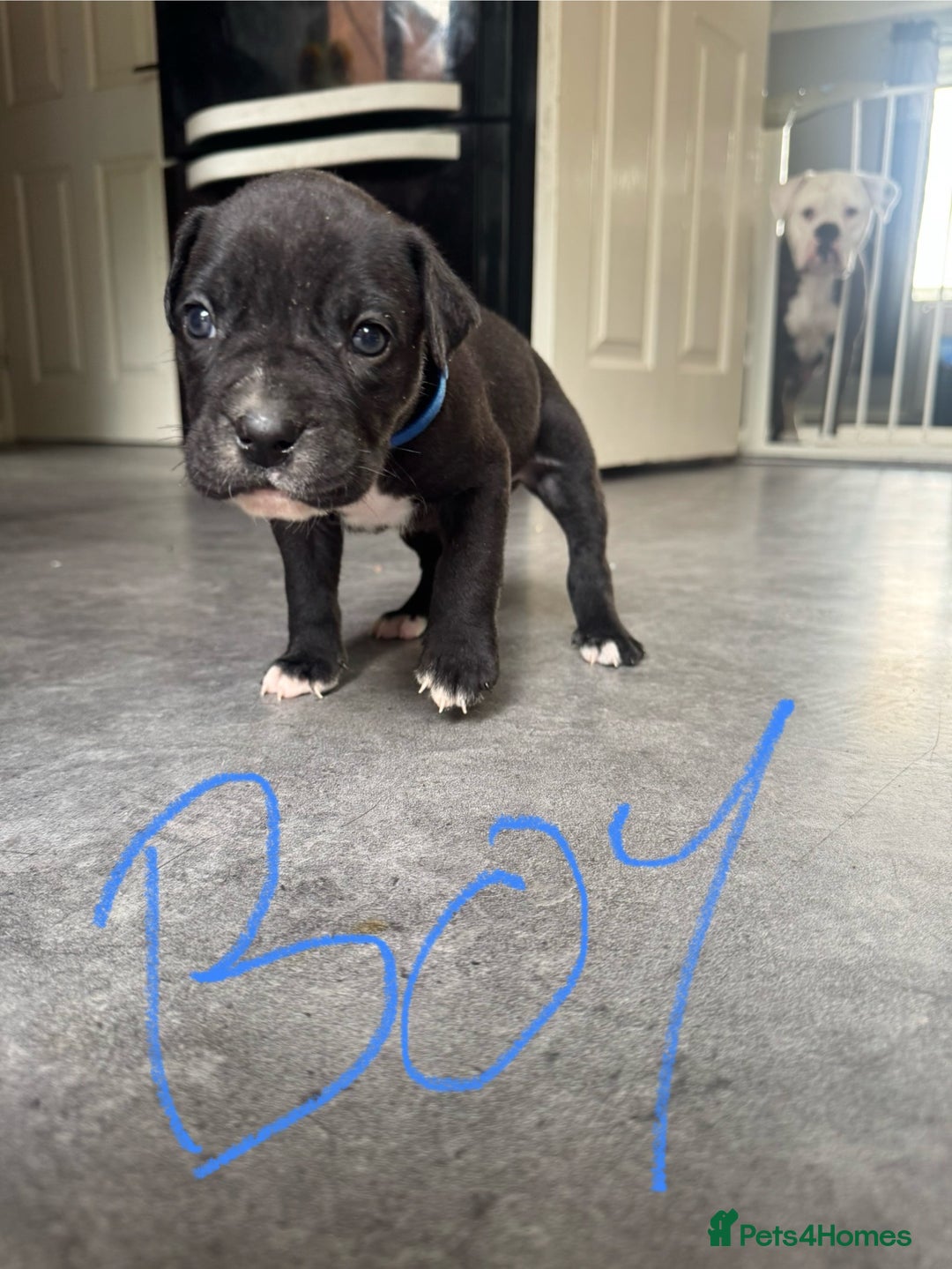 Mixed Breed dogs for sale: Cane Corso x American Bulldog puppies  - Image 3