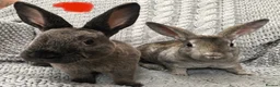 Rex rabbits for sale: Beautiful velvet mini Rex & Rex rabbits - Advert 21