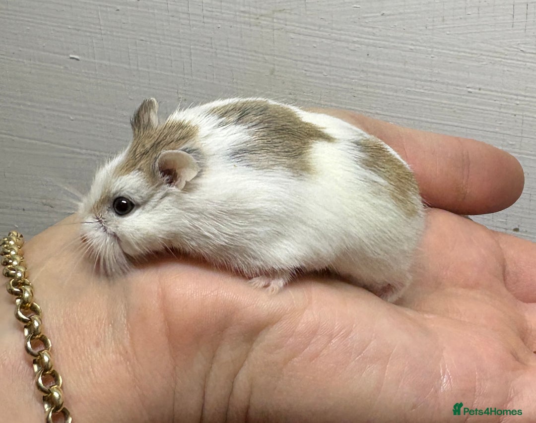 Hamster rodents for sale: Dwarf robrovski hamster babies  - Image 24