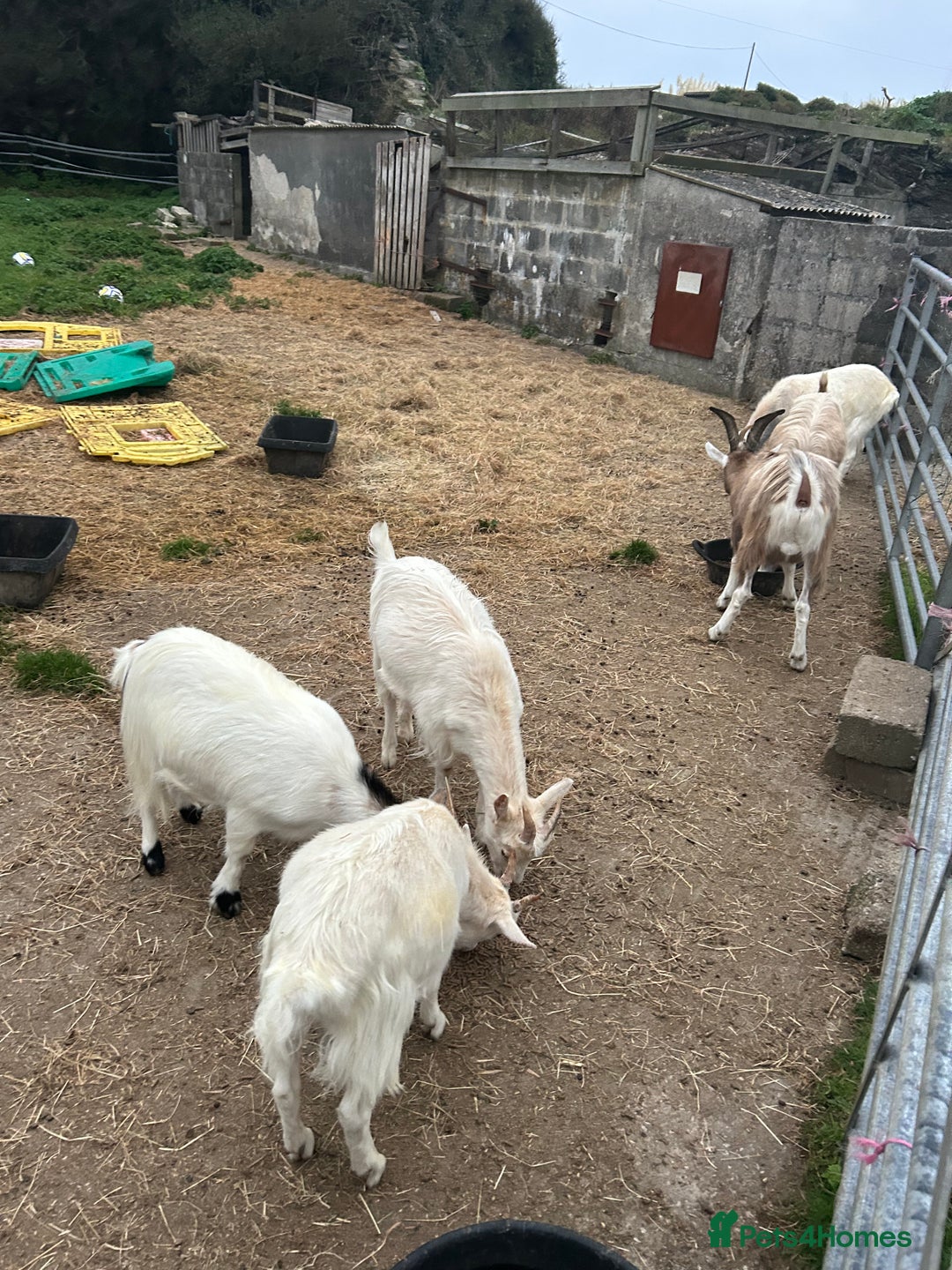 Goats livestock for sale: Mixed goats - Advert 6