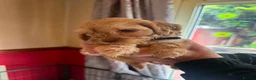 Cockapoo dogs for sale: Cockapoo puppies - Advert 5