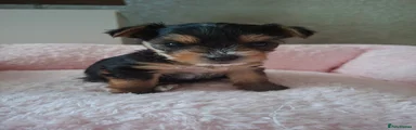 Puppy 3