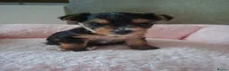 Yorkshire Terrier dogs for sale: Yorkshire terrier girl - Advert 2