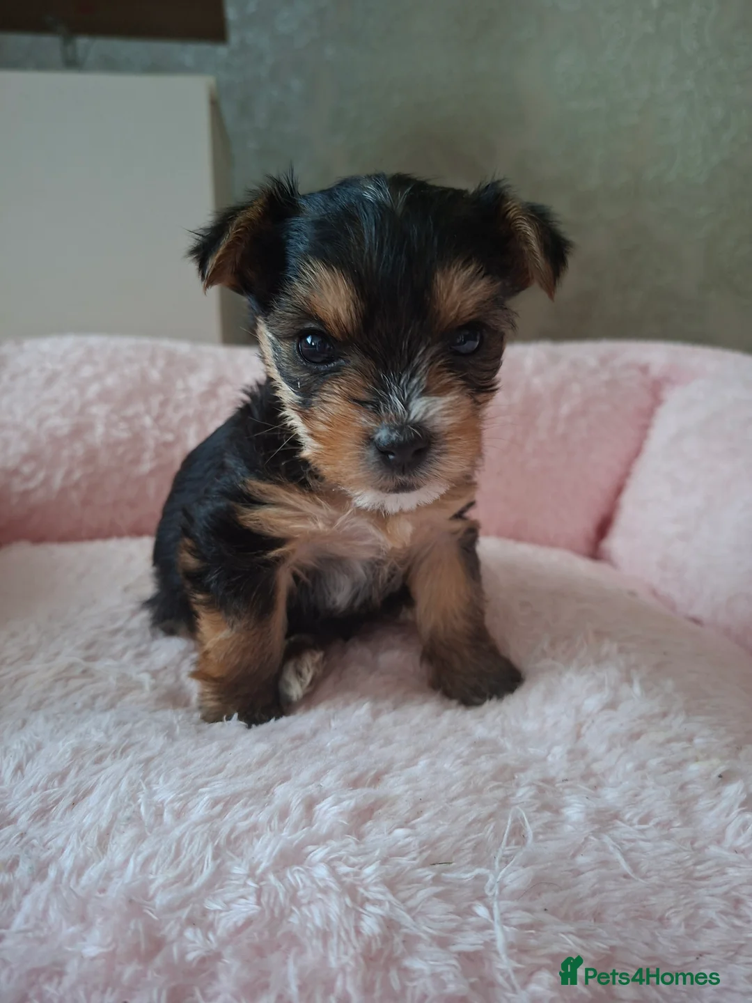 Yorkshire Terrier dogs for sale: Yorkshire terrier girl - Advert 2