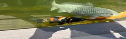 Koi Carp fish for sale: X3 Koi Carp for sale - Advert 3