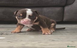 Olde English Bulldogge dogs for sale: Old English bulldog puppies  - Image 9