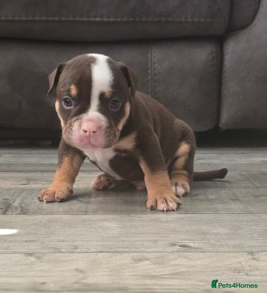 Olde English Bulldogge dogs for sale: Old English bulldog puppies  - Image 9
