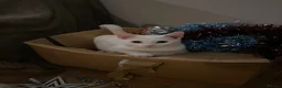 Mixed Breed cats for sale: 4 kittens for sale  in Radstock - Advert 1