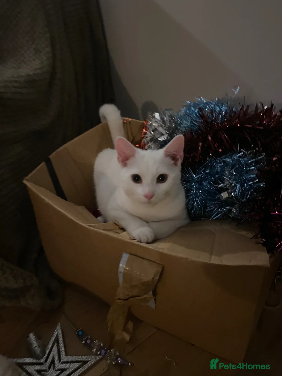 Mixed Breed cats for sale: 4 kittens for sale  in Radstock - Advert 1