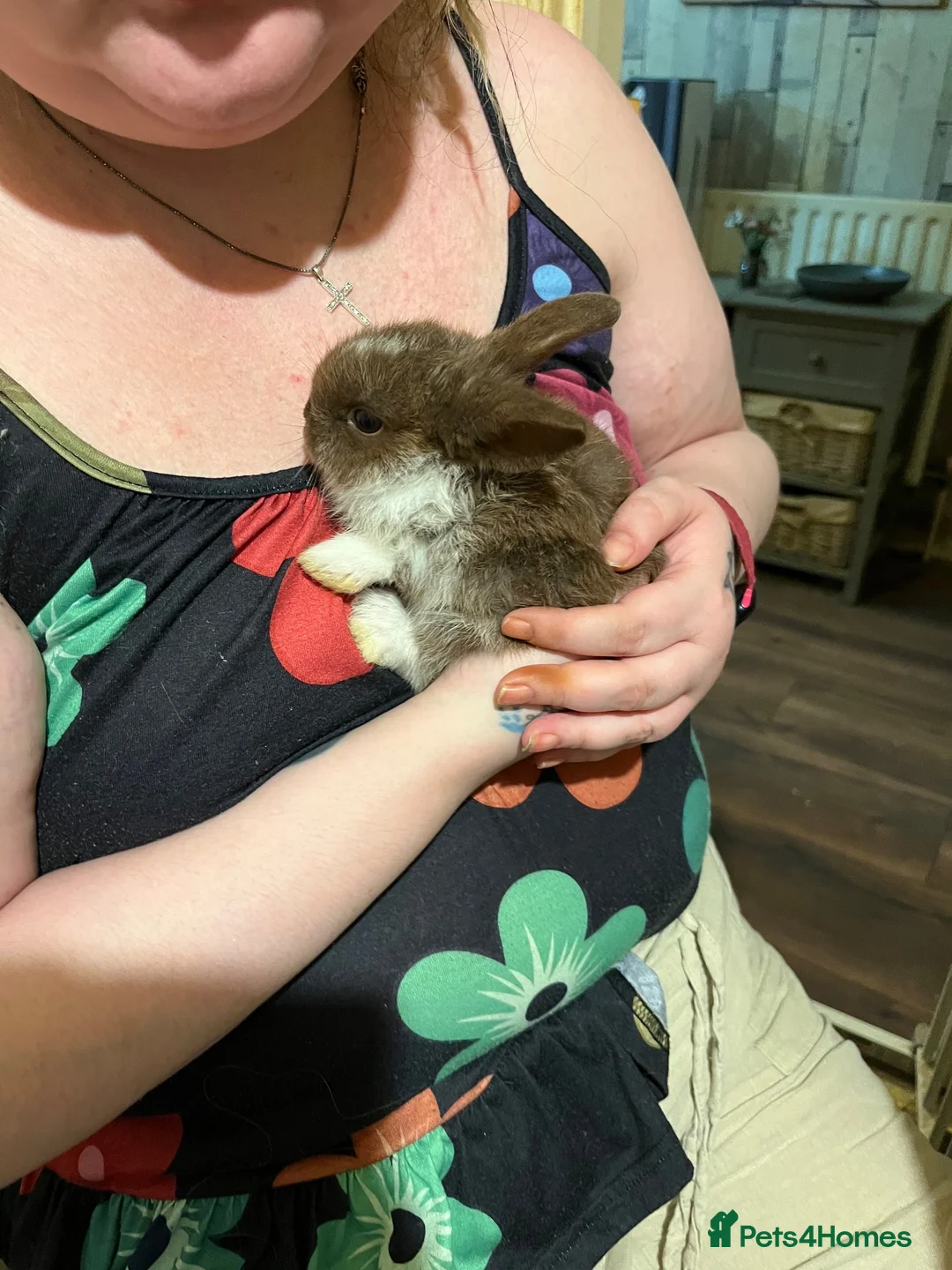 Netherland Dwarf rabbits for sale: Netherland Dwarf / Minilop - Advert 4