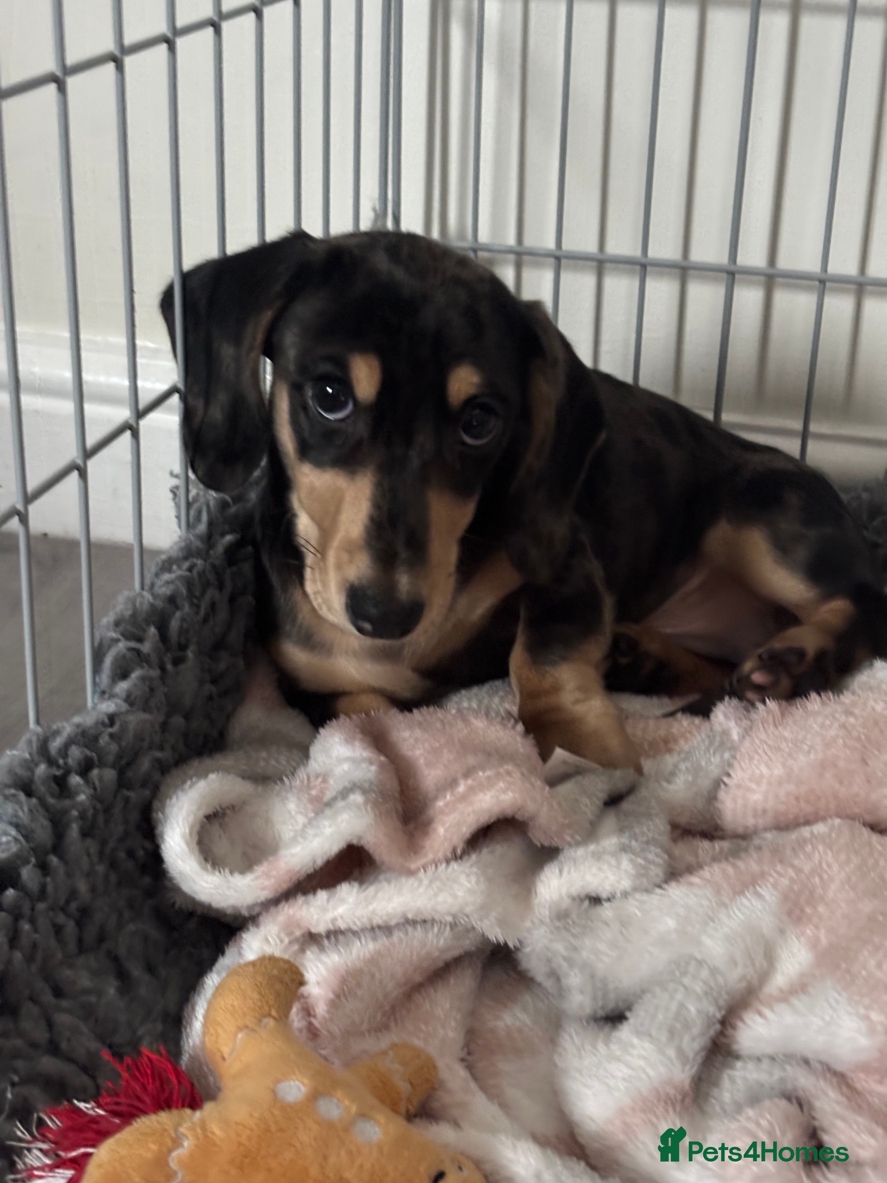 Miniature Dachshund dogs KC Registered Miniature dachshund  - Advert 11