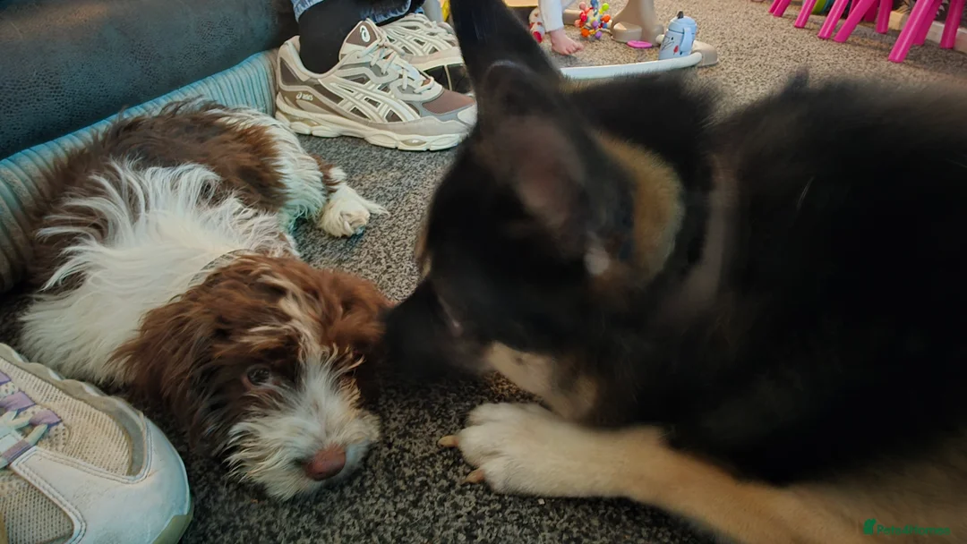 Cockapoo dogs for sale: Male Cockapoo Puppy - Advert 2