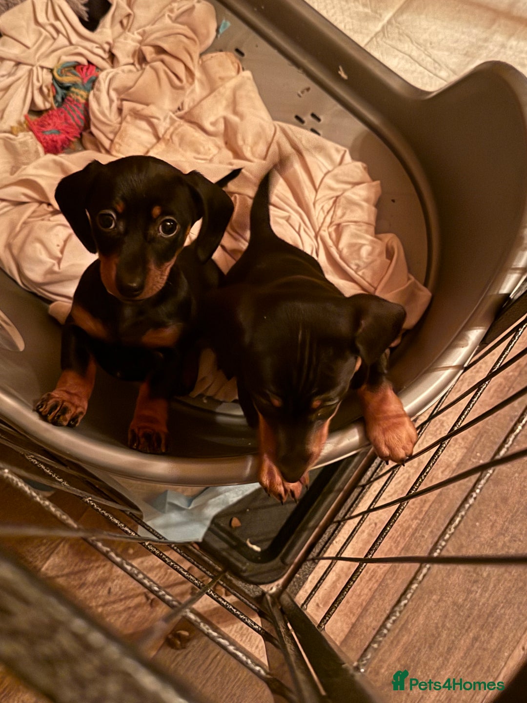 Miniature Dachshund dogs for sale: KC REGISTERED MINIATURE DACHSHUND PUPS - Advert 5