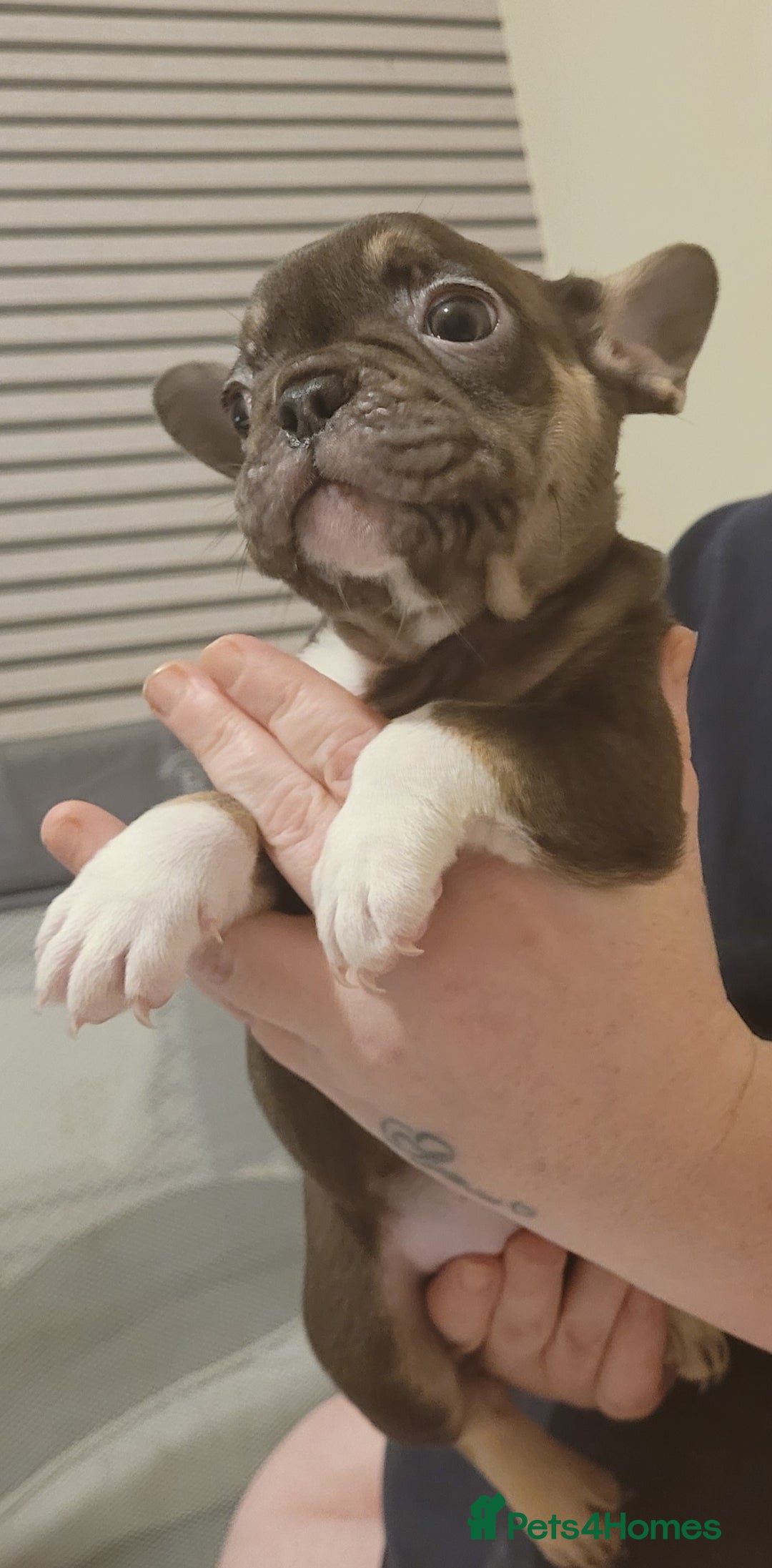 French Bulldog dogs for sale: 2 female French bulldogs - Advert 2