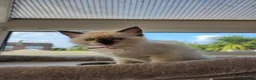 Ragdoll cats for sale: GCCF Reg. Ragdoll kittens. Ready now! - Advert 17