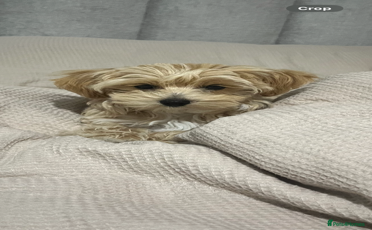 Maltipoo dogs - Advert 4