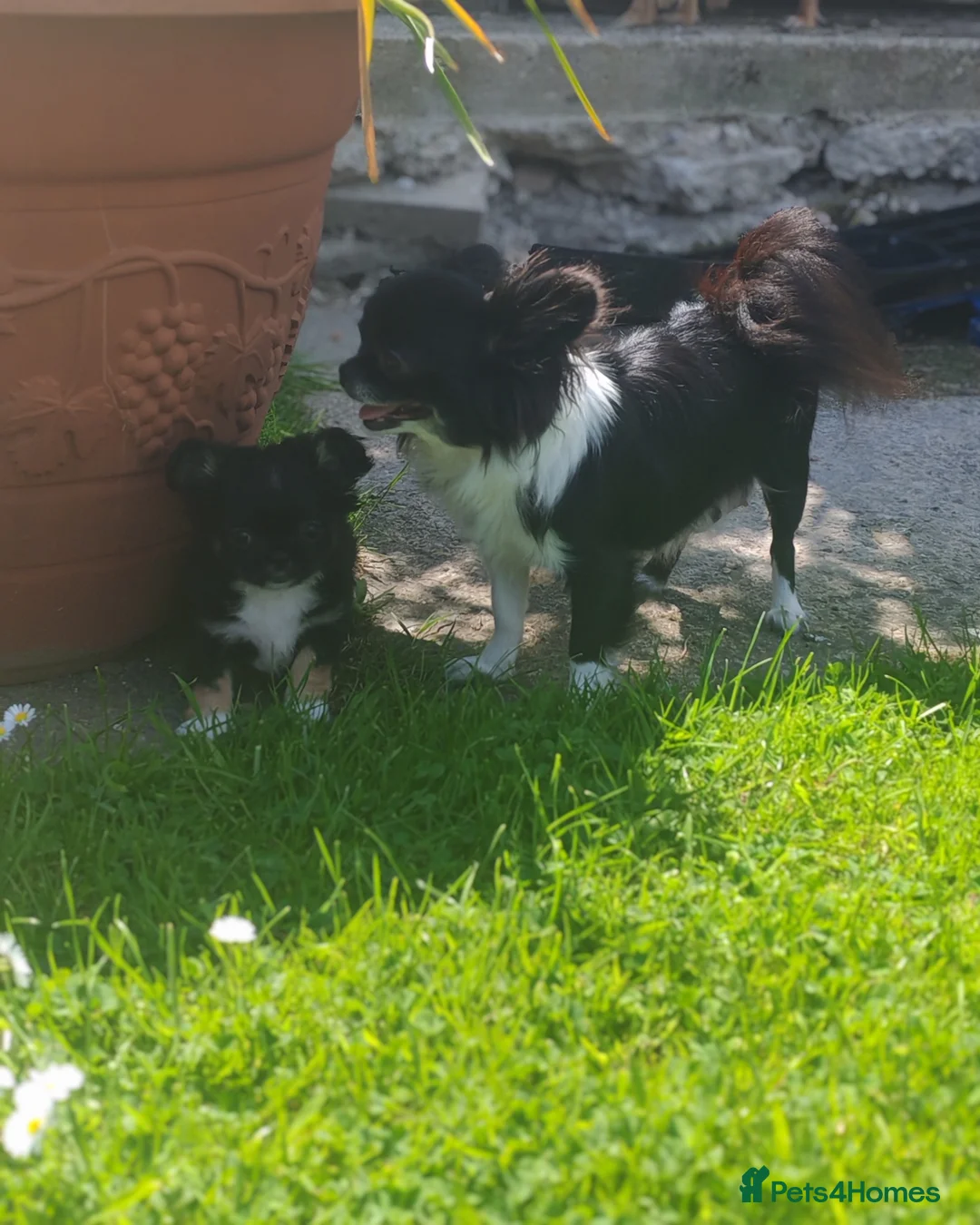 Chihuahua dogs for sale: Stunning apple dome head long coat black tri boy  in Dronfield - Advert 2