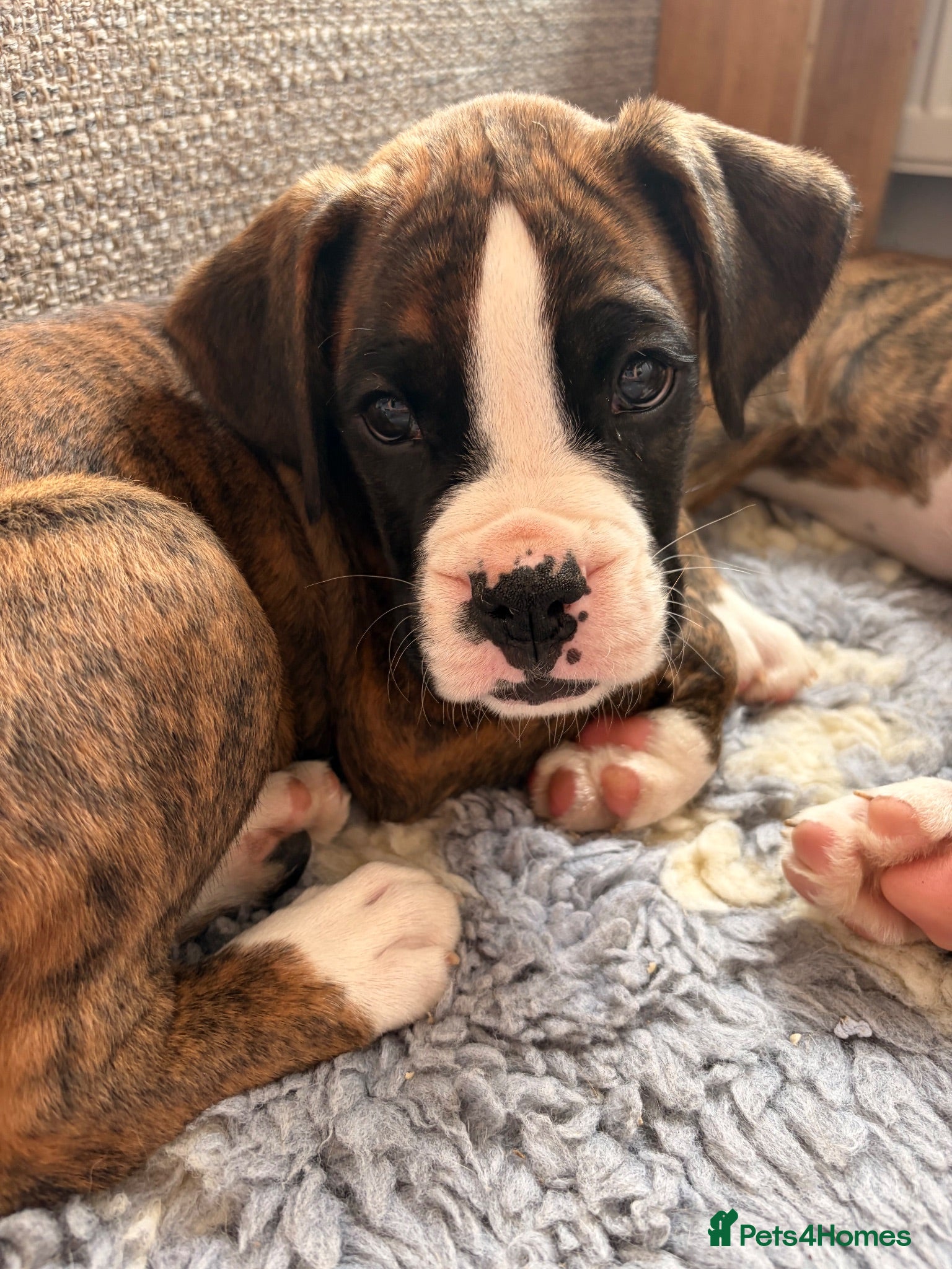 Boxer dogs Beautiful Bobtail Boxer Puppies - Advert 4