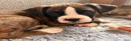 Boxer dogs for sale: 2 Boys remaining..... Bobtail Boxer Puppies - Advert 1
