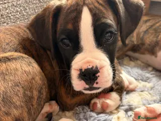 Boxer dogs Beautiful Bobtail Boxer Puppies - Advert 4