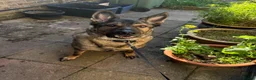 German Shepherd dogs for sale: Male German shepherd 7years - Advert 16