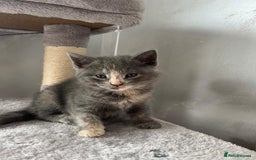 Mixed Breed cats for sale: Mix persian kittens - Image 8