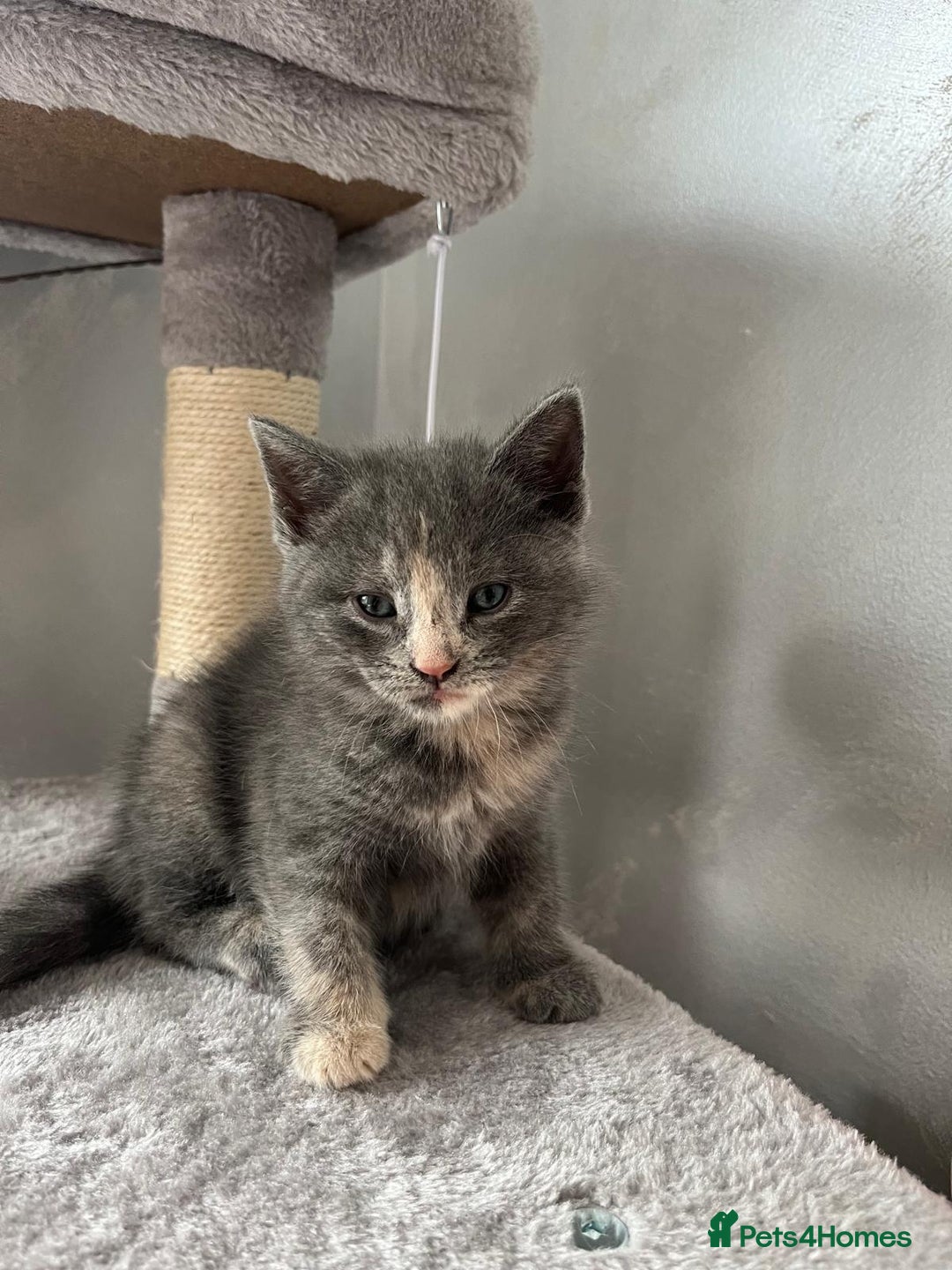 Mixed Breed cats for sale: Mix persian kittens - Image 8