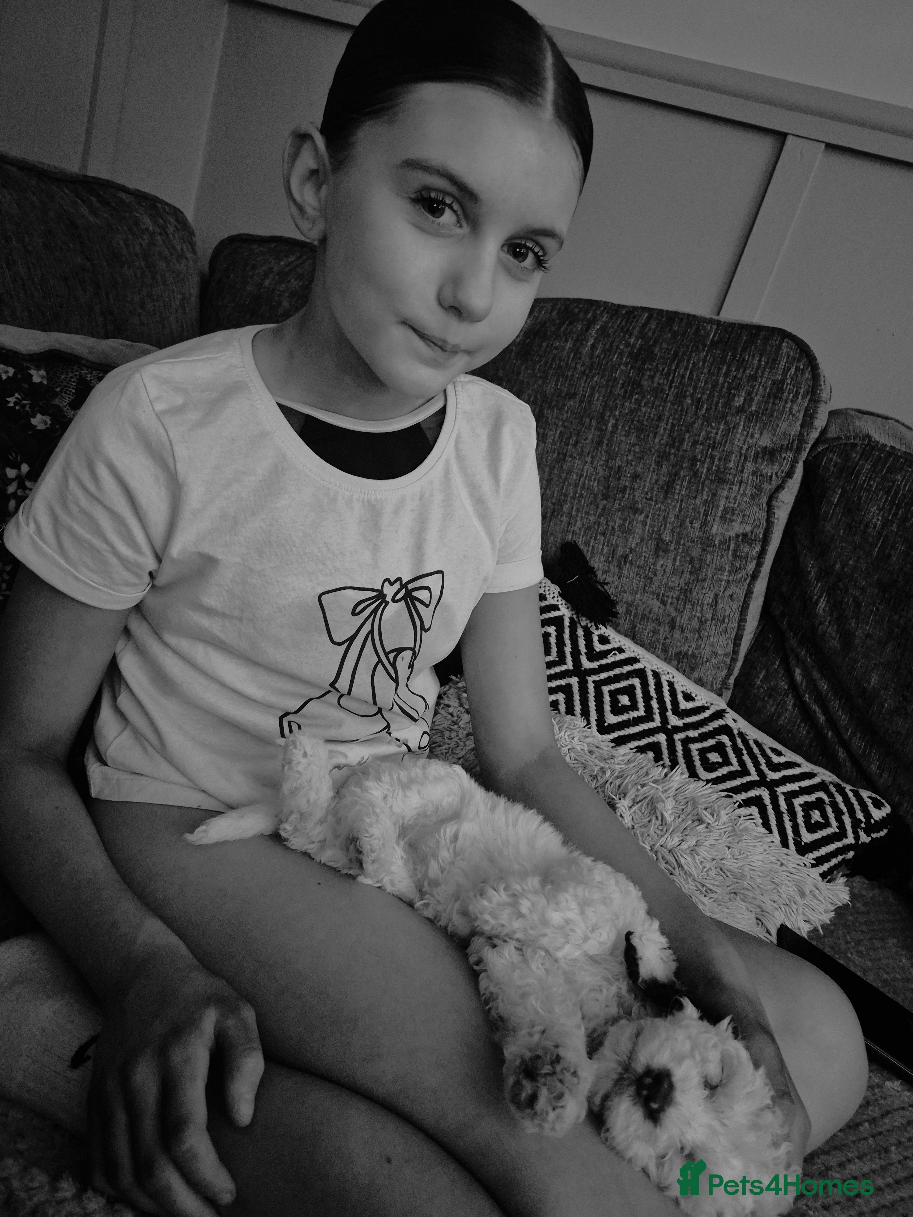 Cockapoo dogs F2 generation cockerpoo puppys  - Advert 2