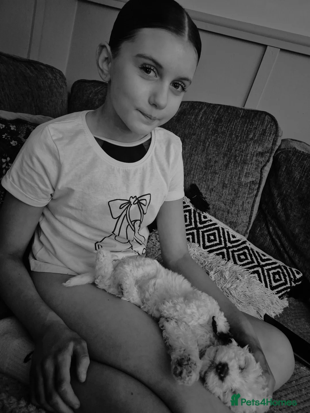 Cockapoo dogs for sale: F2 generation cockerpoo puppys  - Advert 1