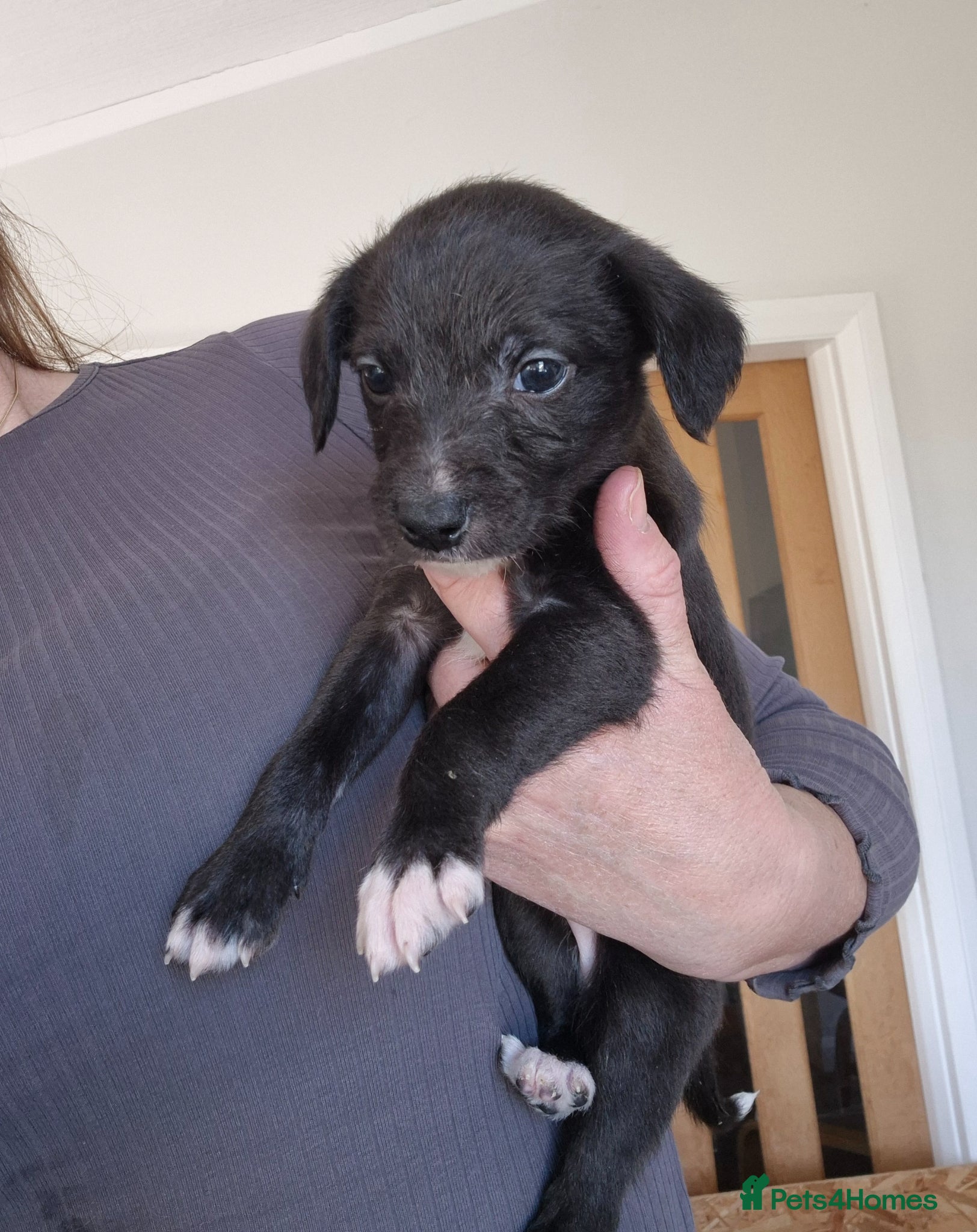 Mixed Breed dogs Whippet x Bedlington - Advert 2