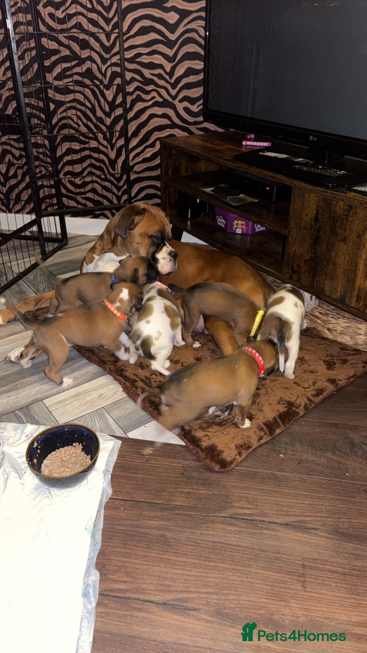 Boxer dogs Boxer puppies 5 bitches 1 boy  - Advert 11