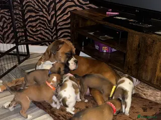 Boxer dogs Boxer puppies 5 bitches 1 boy - Advert 1