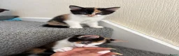 Mixed Breed cats for sale: Female Calico Kitten - Advert 6