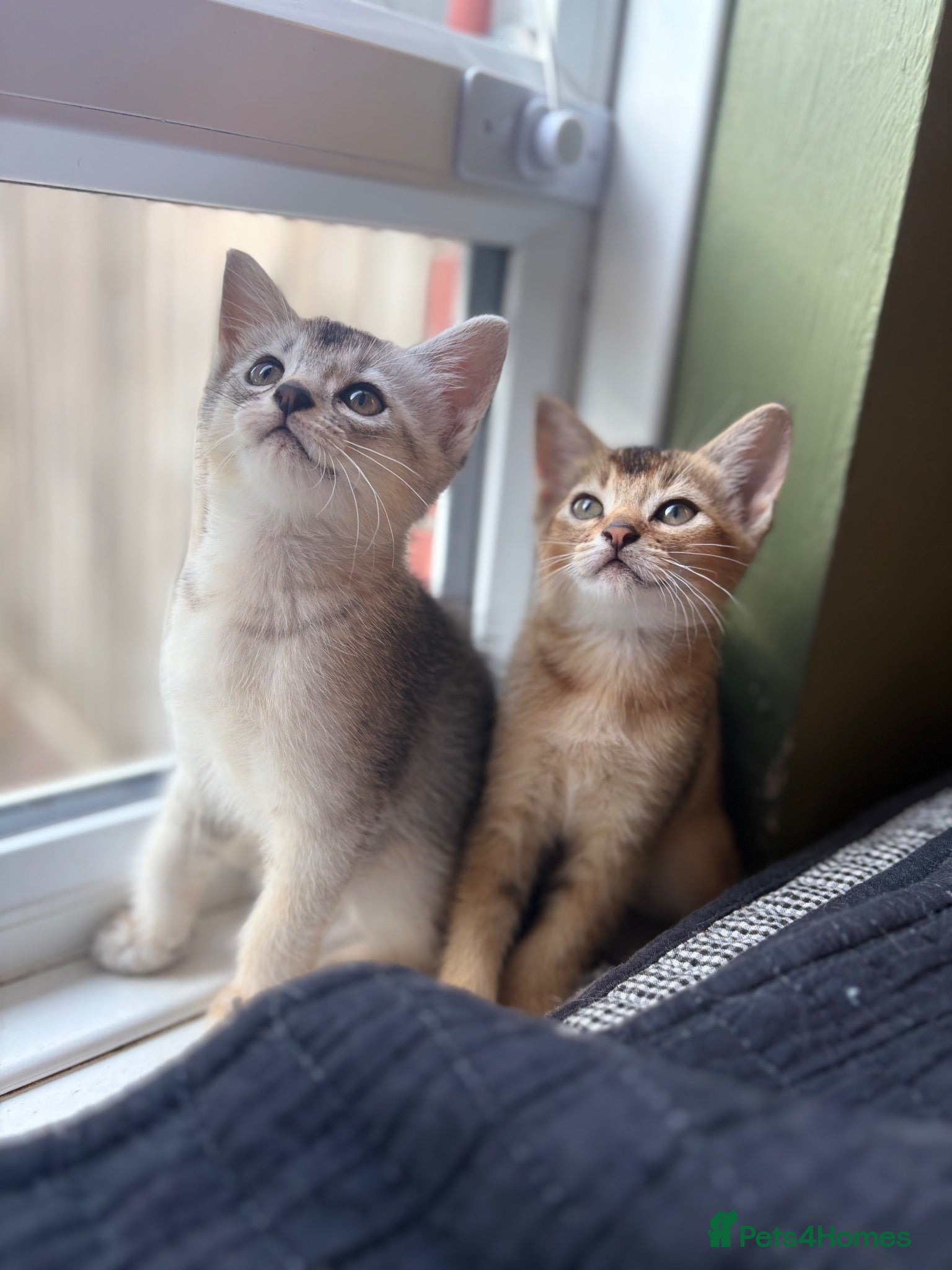 Abyssinian cats British x Abyssinian Kittens 4 available - Advert 6