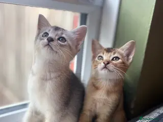 Abyssinian cats British x Abyssinian Kittens 4 available - Advert 6