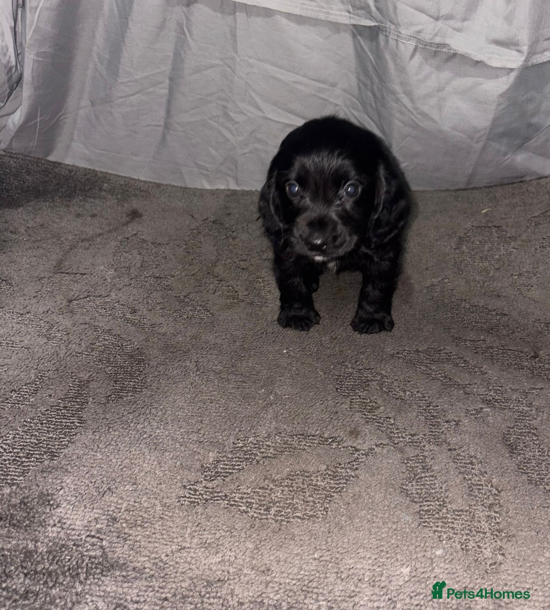 Cocker Spaniel dogs for sale: ADORABLE 🥰 SHOW TYPE COCKER SPAINEL PUPPIES 🐶  - Advert 3