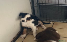 Border Collie dogs for sale: Border Collie pups - Image 2