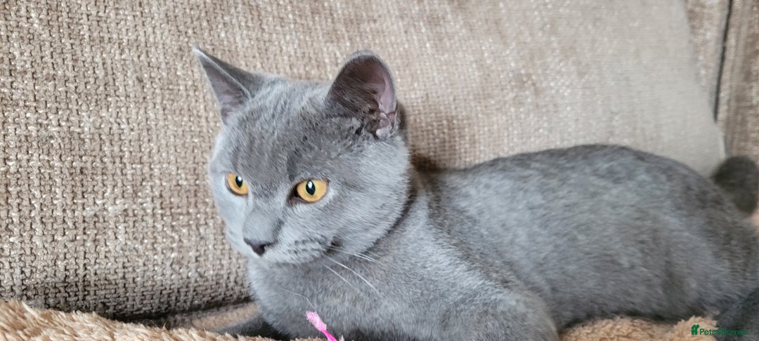 British Shorthair cats for sale: British Shorthair Boy - Image 1