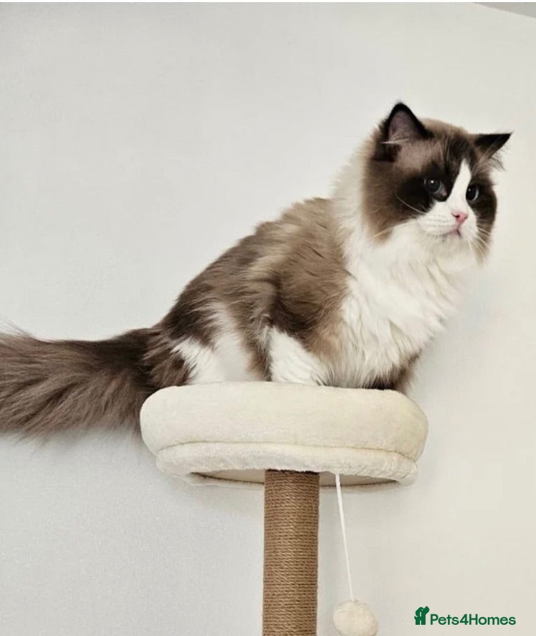 Ragdoll cats 🏆 Exceptional GCCF Seal Point & White Bi-colour   - Advert 6