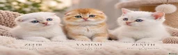 Scottish Fold cats for sale: Beautiful Scottish Boys Looking for Loving Homes - Advert 11
