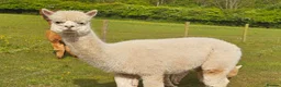 Alpaca livestock for sale: Four super BAS registered females for sale - Advert 7