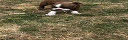 Boston Terrier dogs for sale: Stunning litter of Boston terrier puppies  - Advert 8