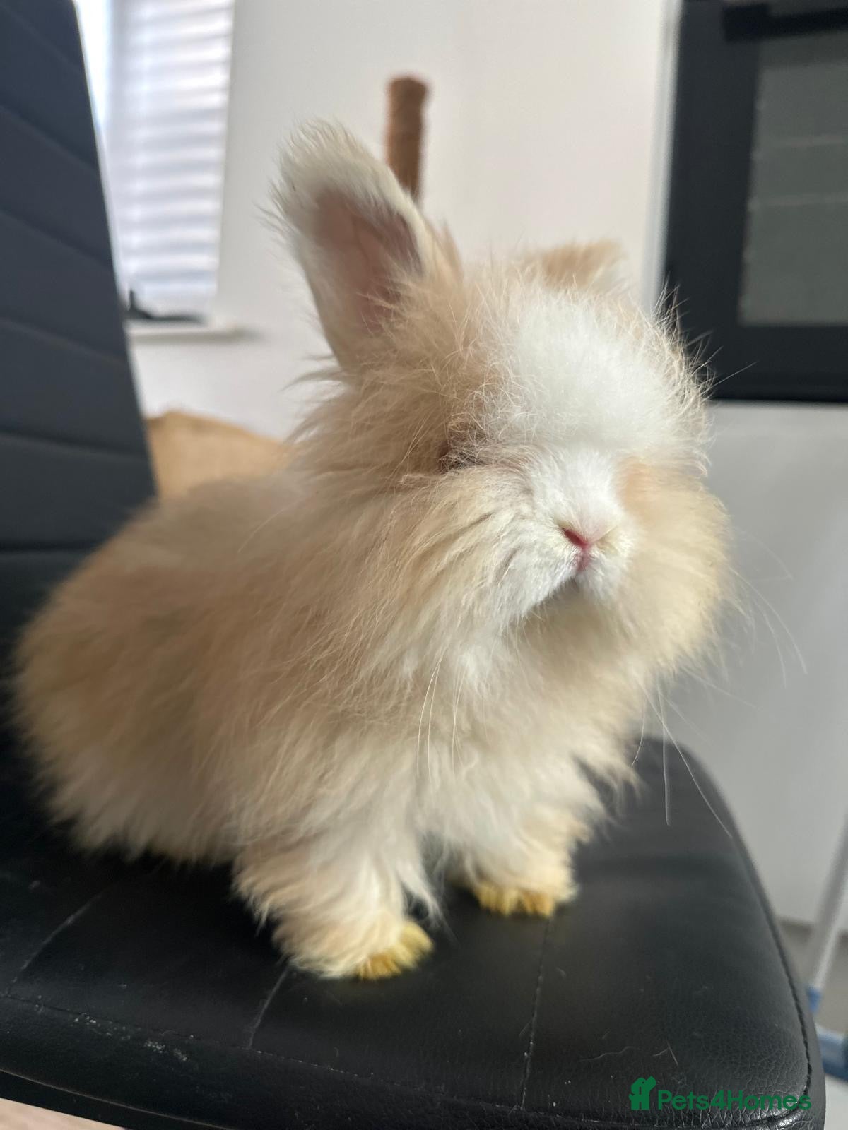Angora rabbits     🐇 Purebred English Angora Bunnies   💕 - Advert 1