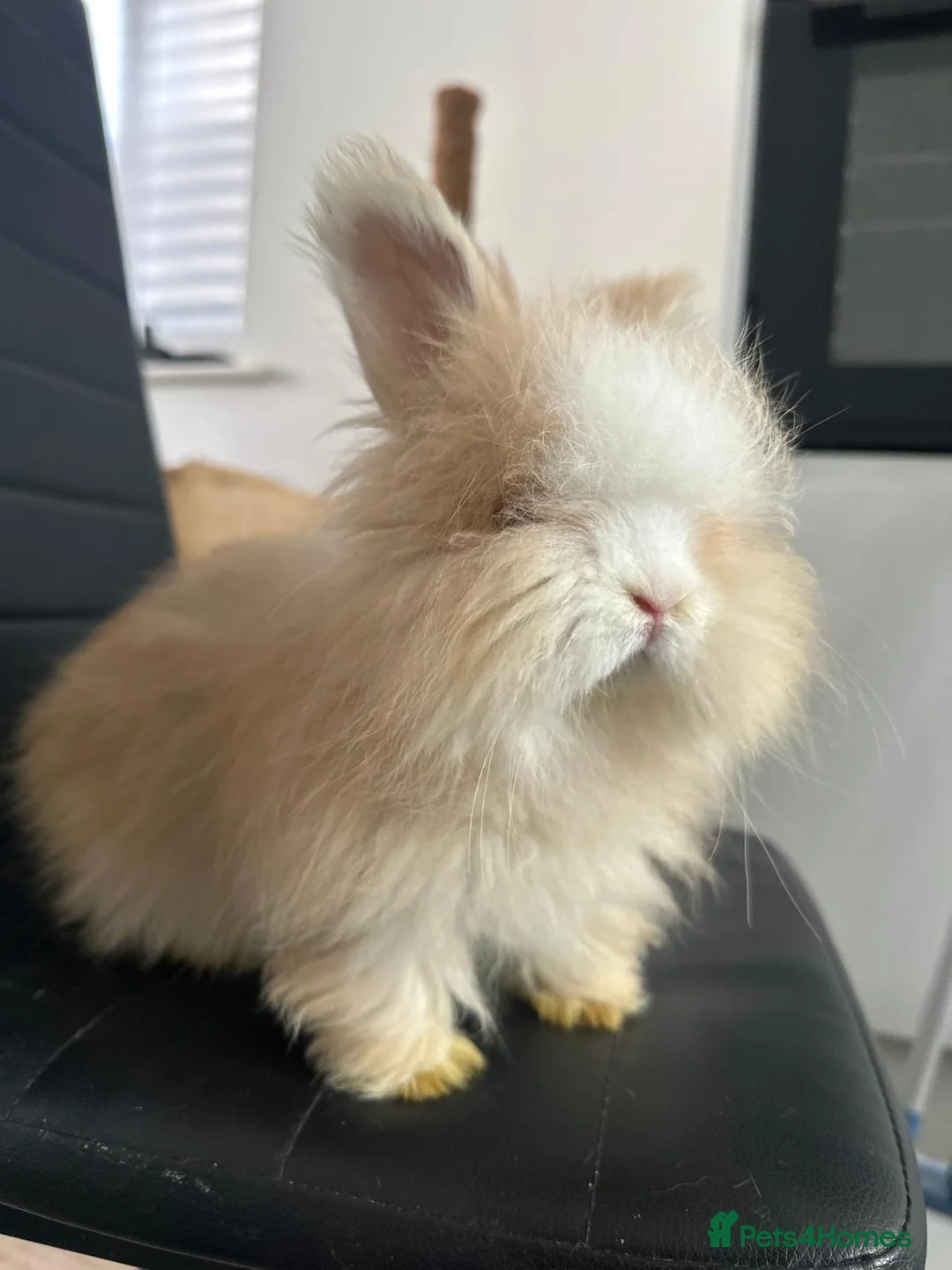Angora rabbits for sale:     🐇 Purebred English Angora Bunnies   💕 - Advert 1