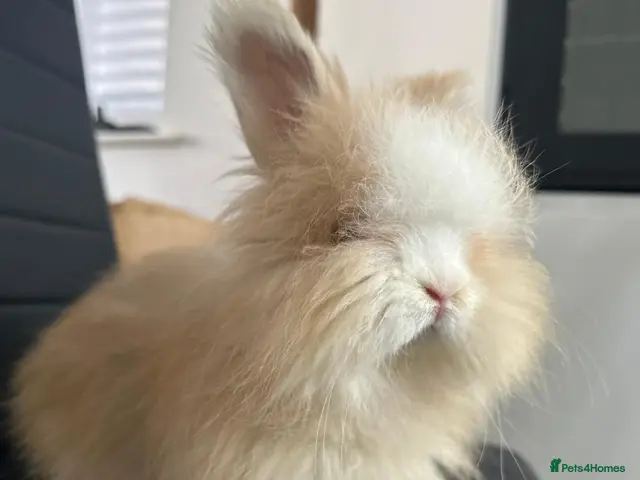 Angora rabbits 🐇 Purebred English Angora Bunnies 💕 - Advert 1