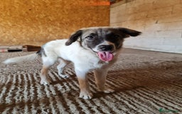 Mixed Breed dogs for adoption: Beautiful and Gentle HEIDI - for a Loving Home - Image 6